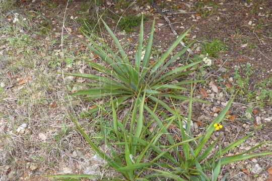 Image of Texas yucca