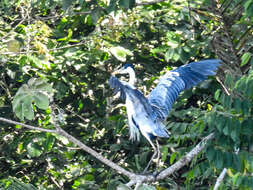 Image of Cocoi Heron