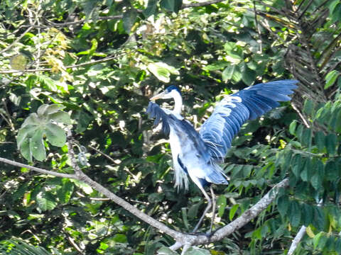 Image of Cocoi Heron