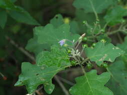 Image of Solanum violaceum Ortega