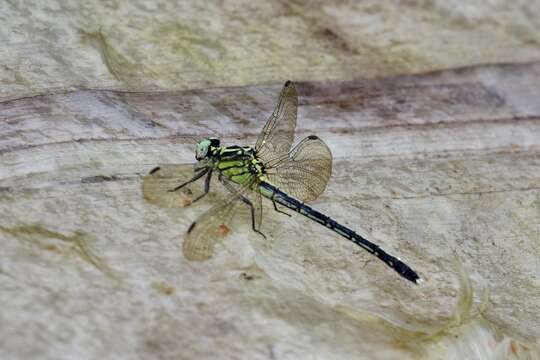 Imagem de Anisogomphus occipitalis (Selys 1854)