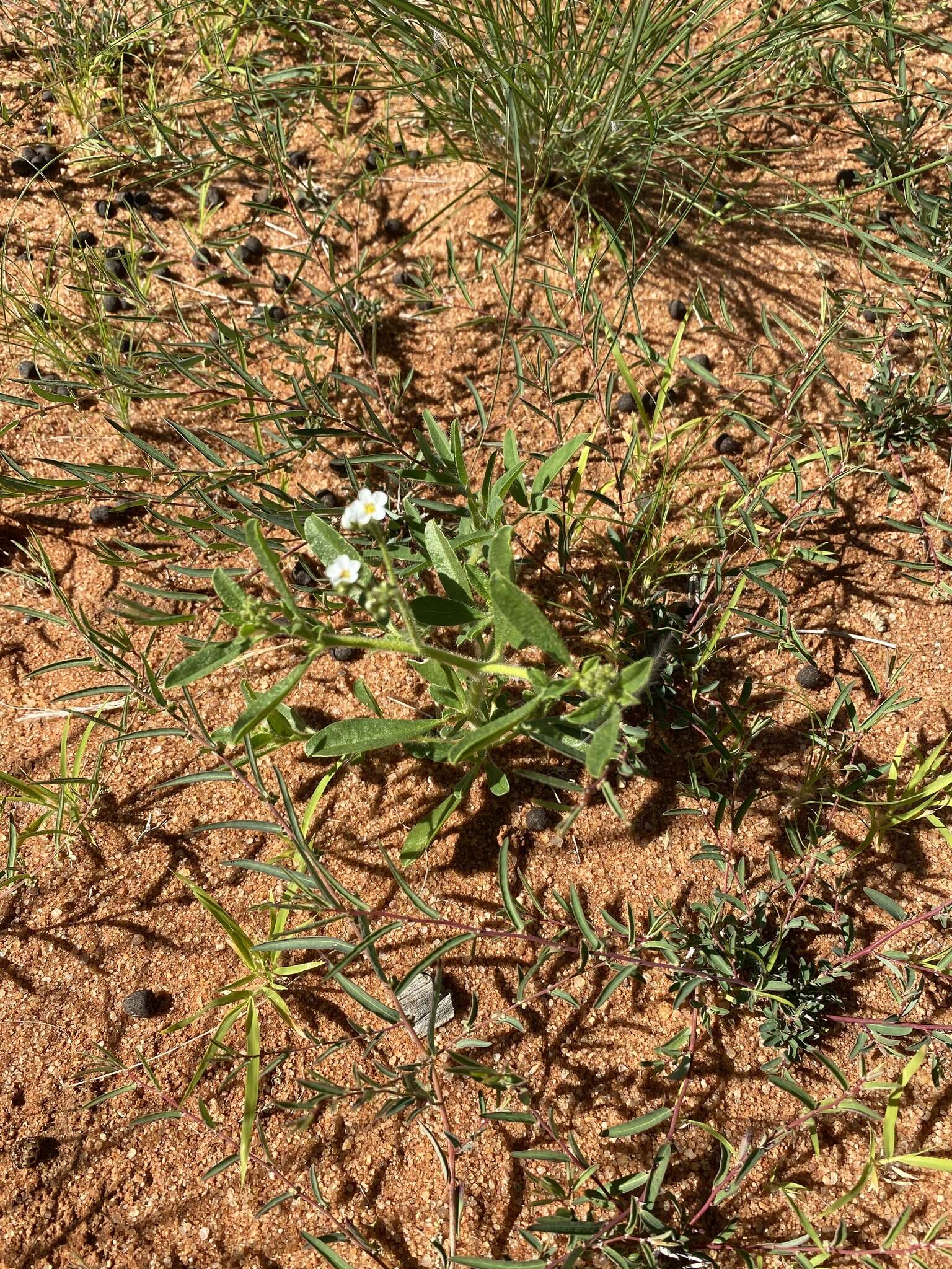 Image of Limeum myosotis H. Walter