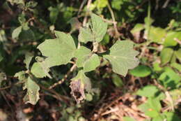 Image of Montanoa tomentosa subsp. xanthiifolia (Sch. Bip.) V. A. Funk