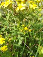 Image of Senecio incrassatus Lowe