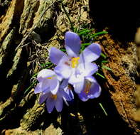 Image de Syringodea longituba subsp. violacea (M. P. de Vos) Goldblatt & J. C. Manning