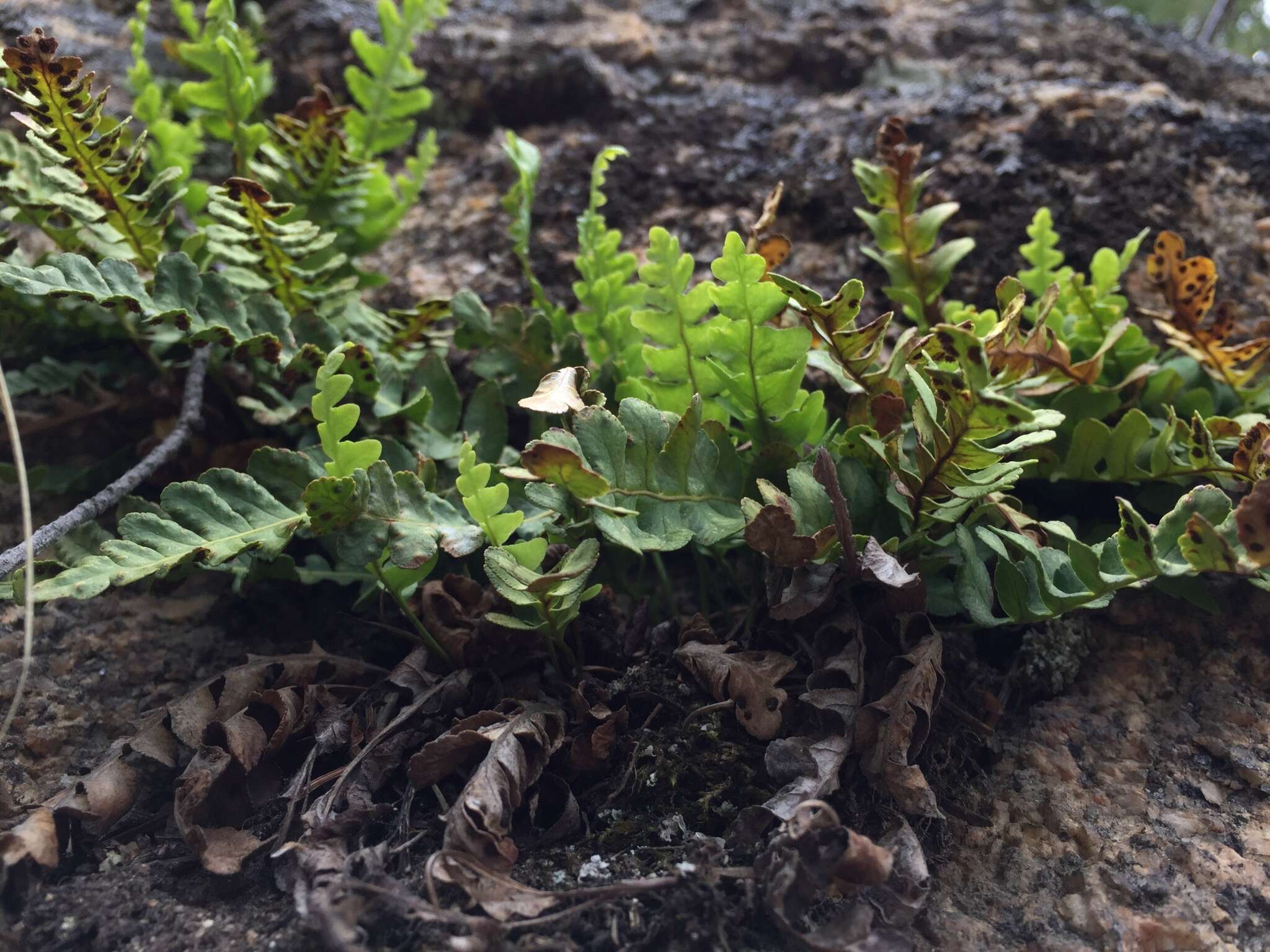 Слика од Polypodium saximontanum Windham