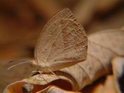 Image of Spotless Grass Yellow