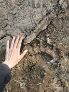 Image of Kamchatka brown bear