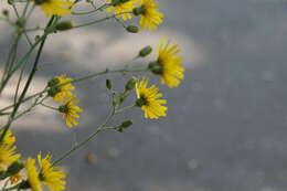 Image of Hieracium lachenalii subsp. acuminatum (Jord.) Zahn