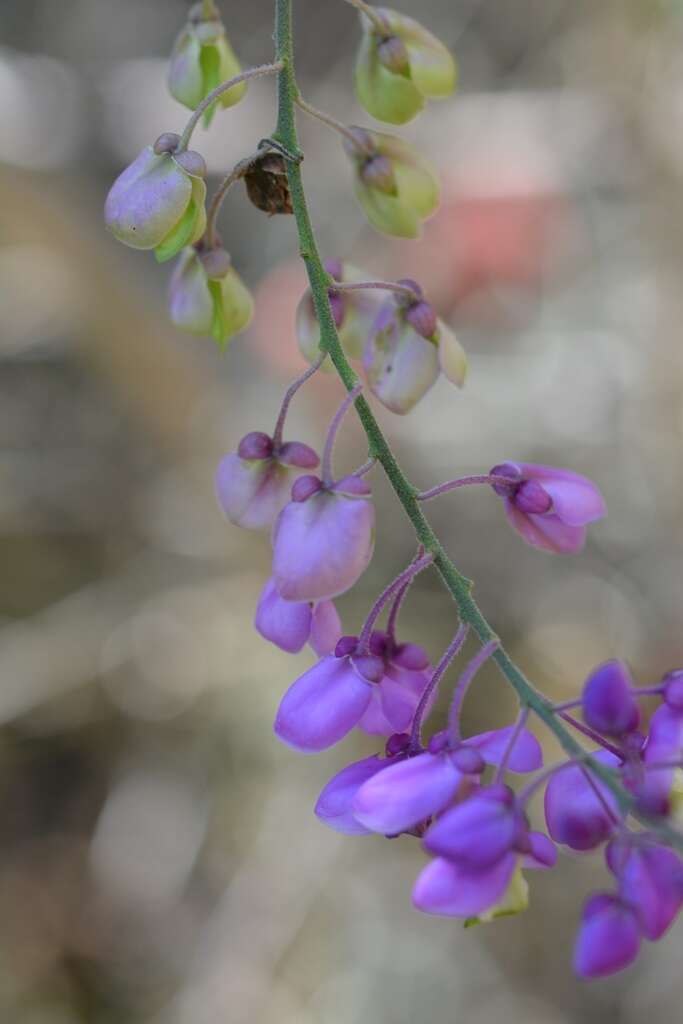 Image of Asemeia floribunda (Benth.) J. F. B. Pastore & J. R. Abbott