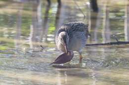 Image of Mangrove Rail