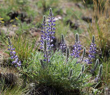 Sivun Lupinus nevadensis A. Heller kuva