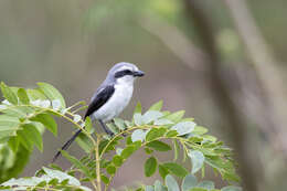 Image of Mackinnon's Shrike