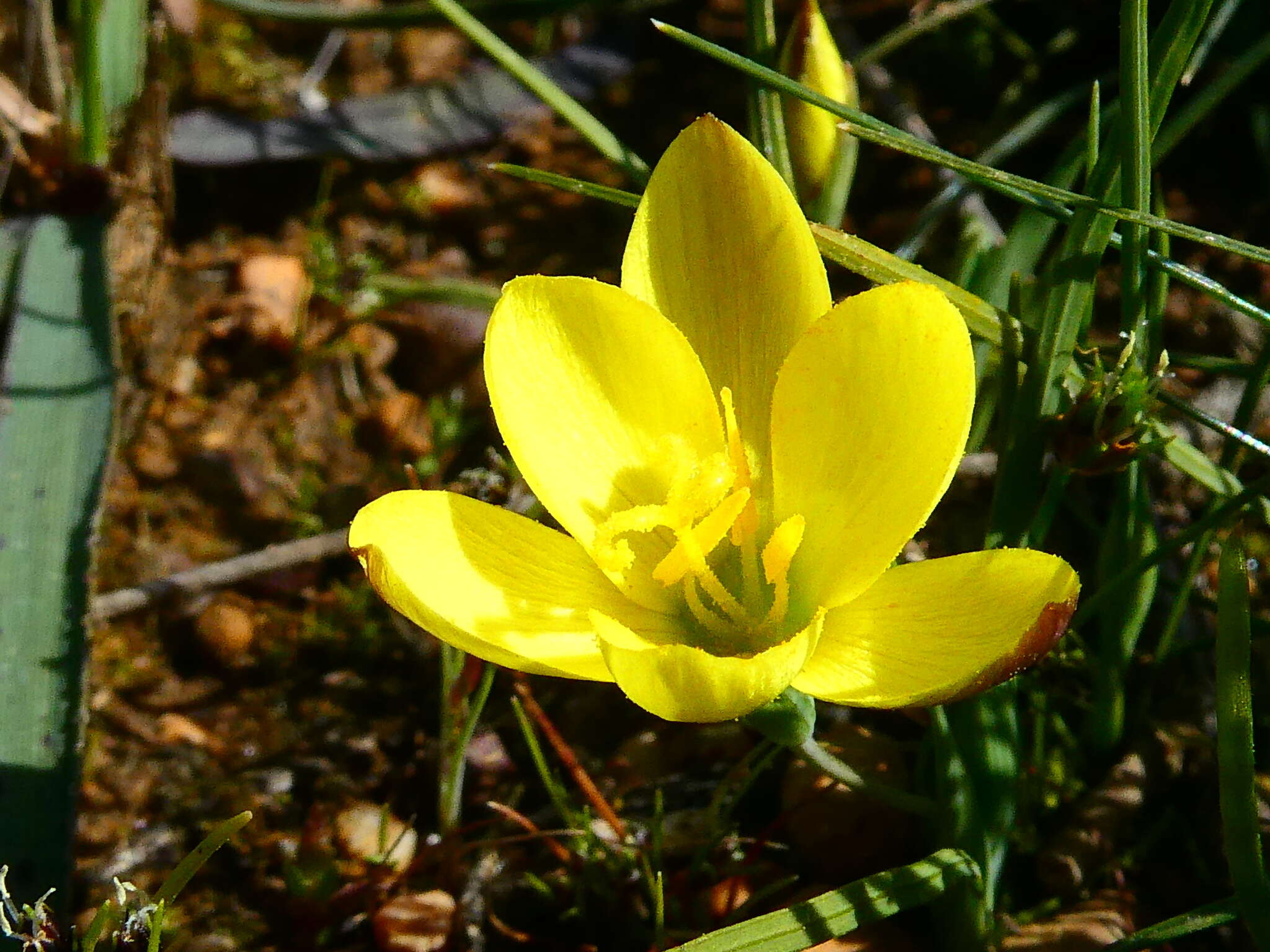 Image of Geissorhiza ornithogaloides Klatt