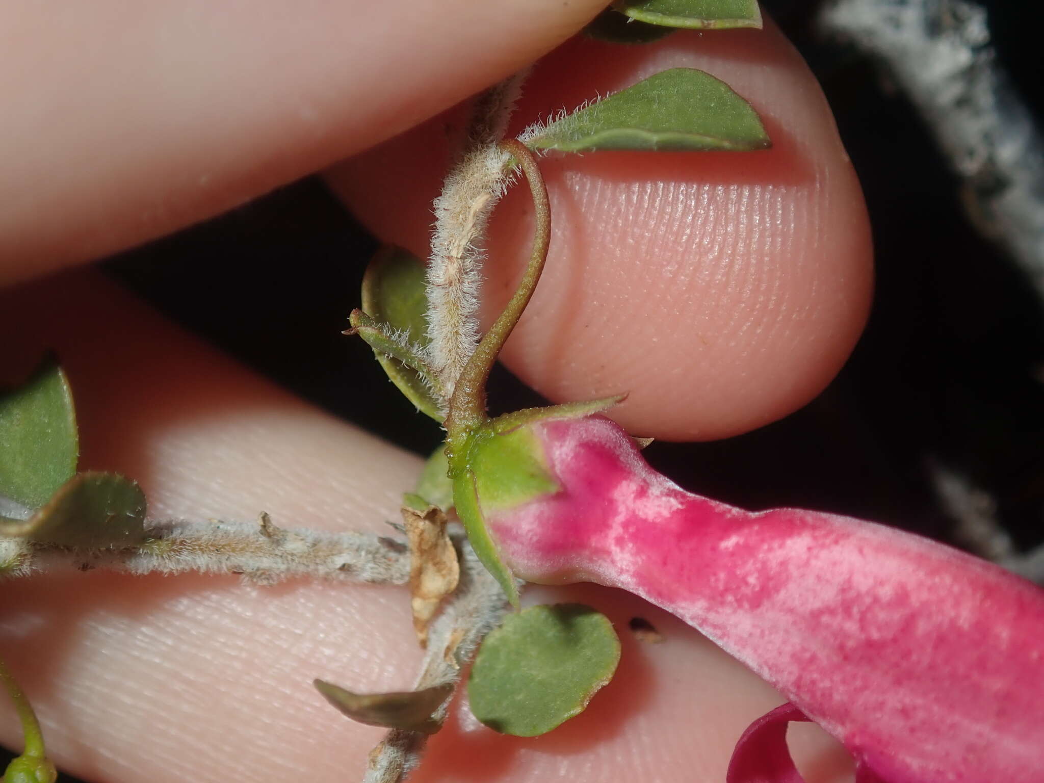 Imagem de Eremophila maculata (Ker-Gawler) F. Muell.