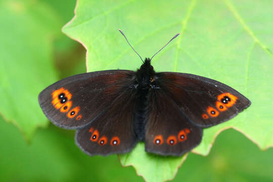 Image of woodland ringlet