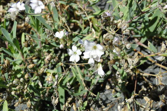 Слика од Gypsophila repens L.