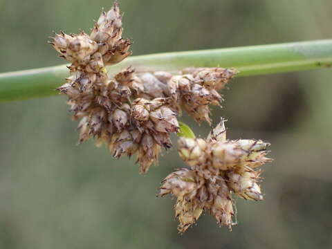 Image of Schoenoplectus muricinux (C. B. Clarke) J. Raynal