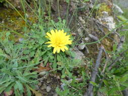 Hypochaeris laevigata (L.) Cesati resmi