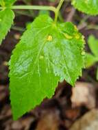 Imagem de Puccinia aegopodii (Schumach.) Link 1817