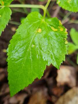 Image of Puccinia aegopodii (Schumach.) Link 1817