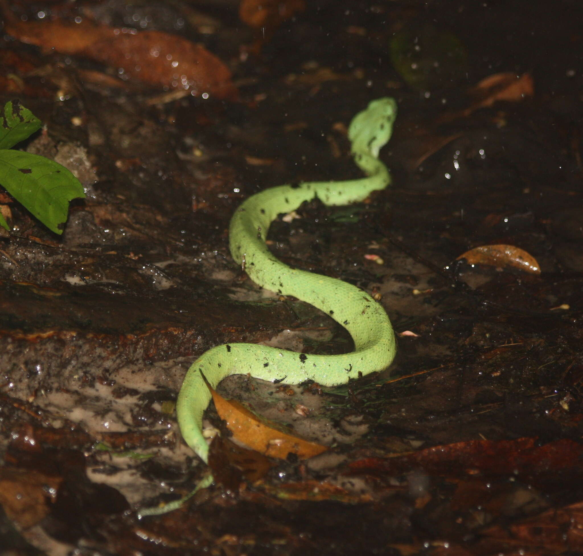 Image of Green Bush Viper