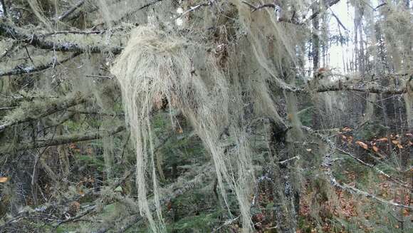 Imagem de Usnea cavernosa Tuck.