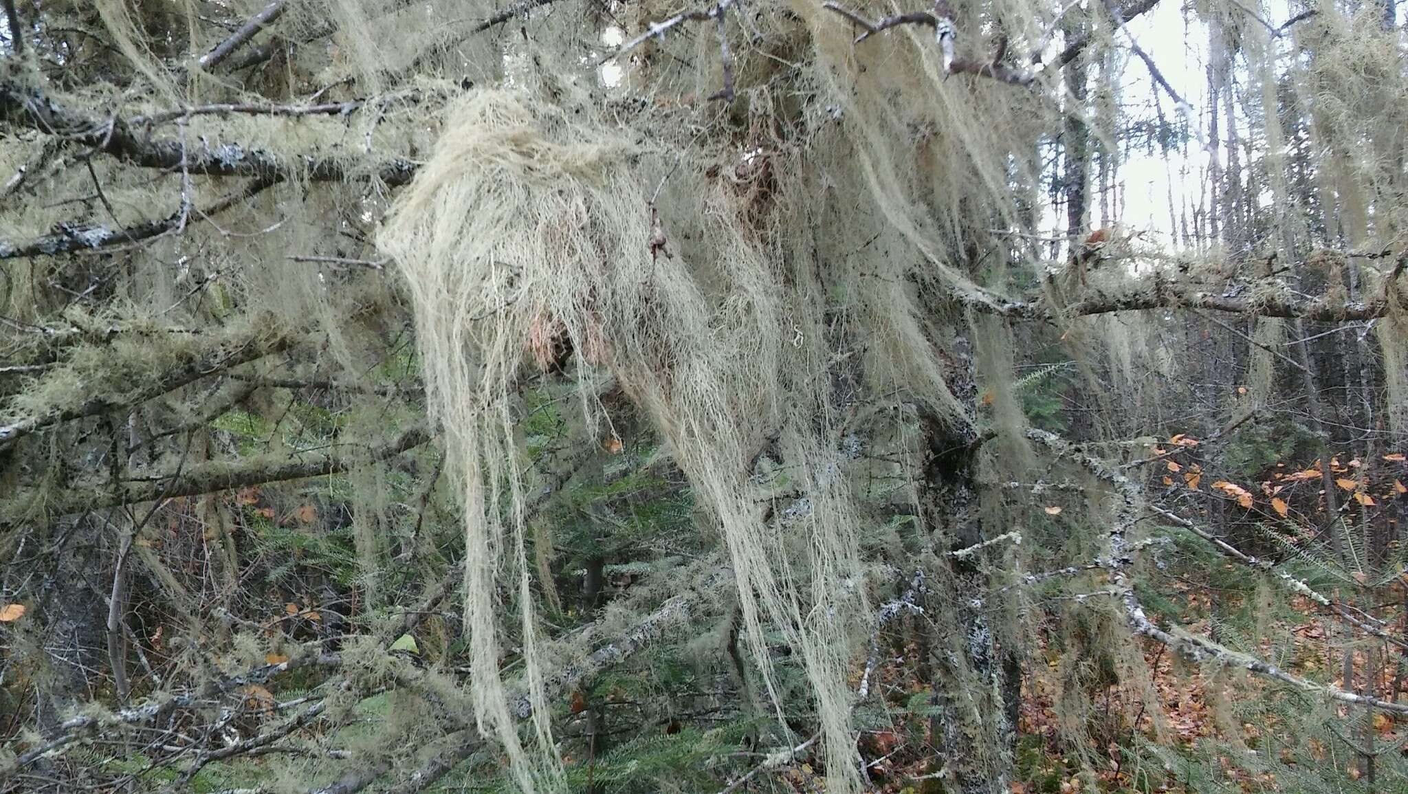 Image of cavern beard lichen