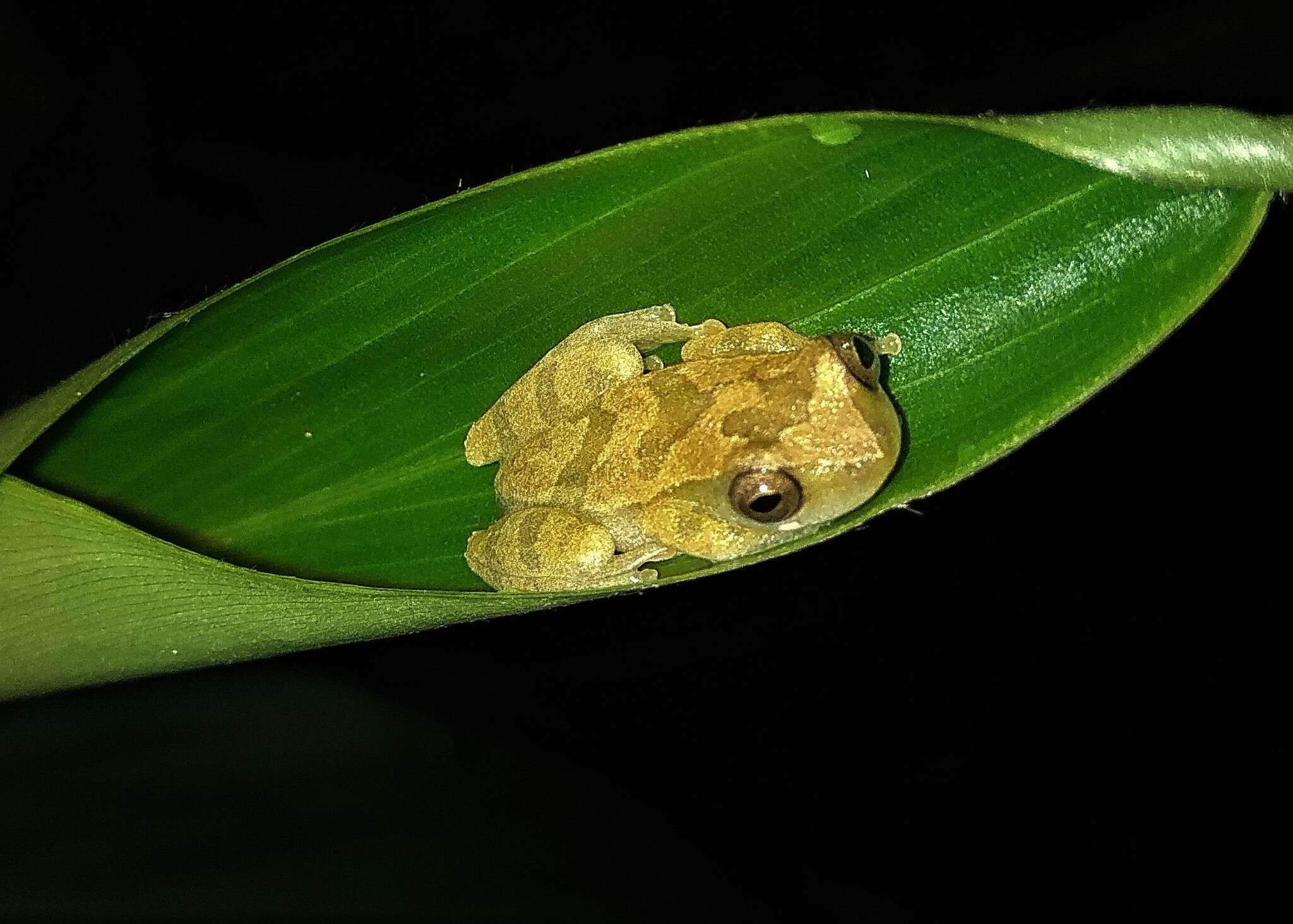 Image of Dendropsophus branneri (Cochran 1948)