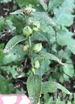 Image of downy yellow false foxglove