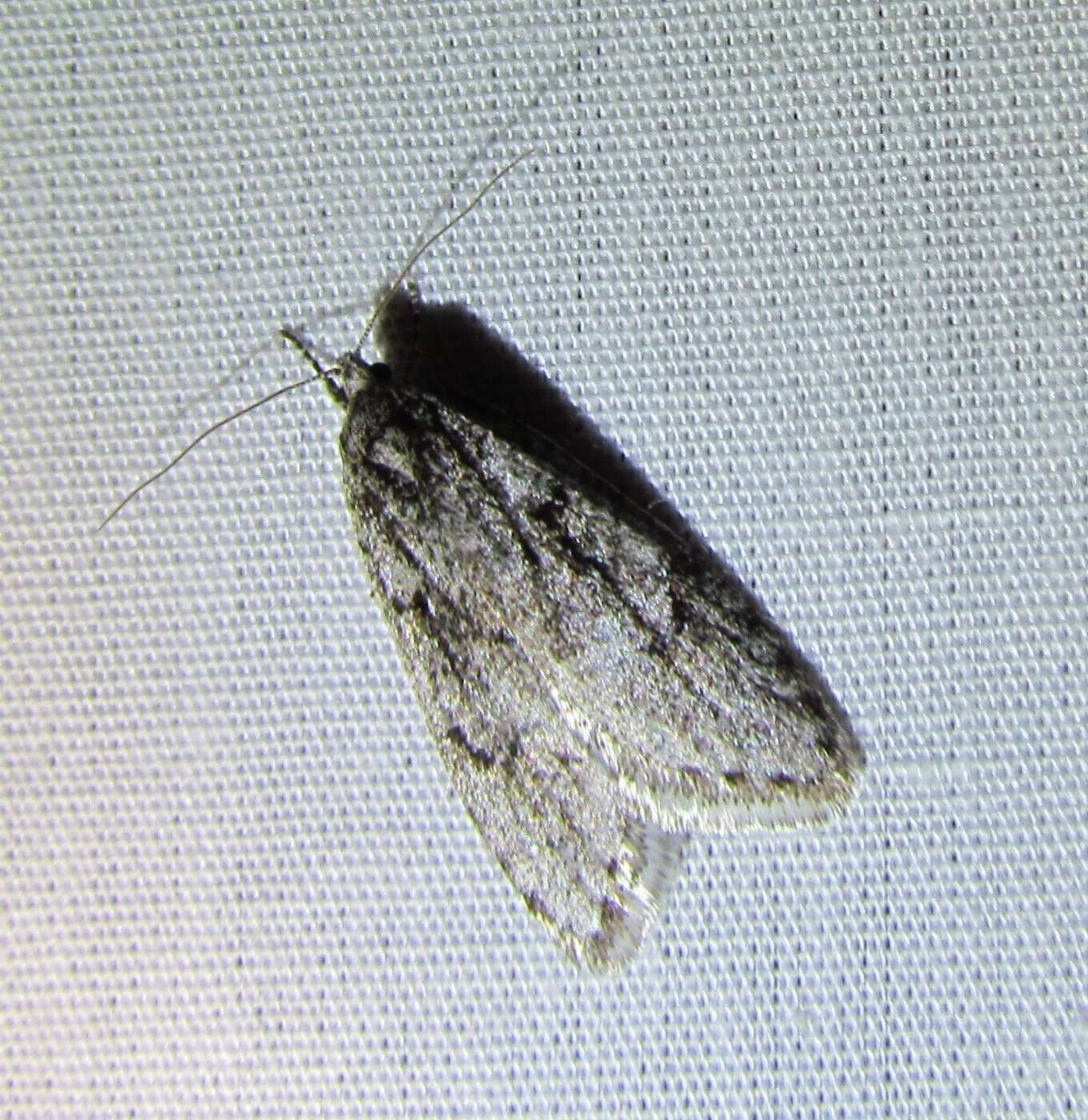 Image of Semioscopis megamicrella Dyar 1902