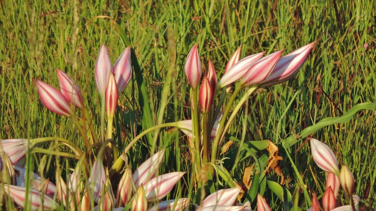 Imagem de Crinum macowanii Baker