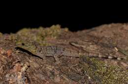 Image of Shieldhead Gecko