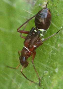 Image of Closterocoris amoenus (Provancher 1887)