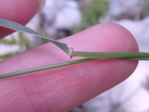 Image of Lorent's goatgrass