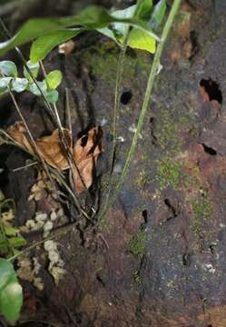 Image of Bolbitis subcrenata (Hook. & Grev.) Ching