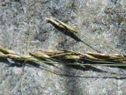 Image of greenleaf fescue