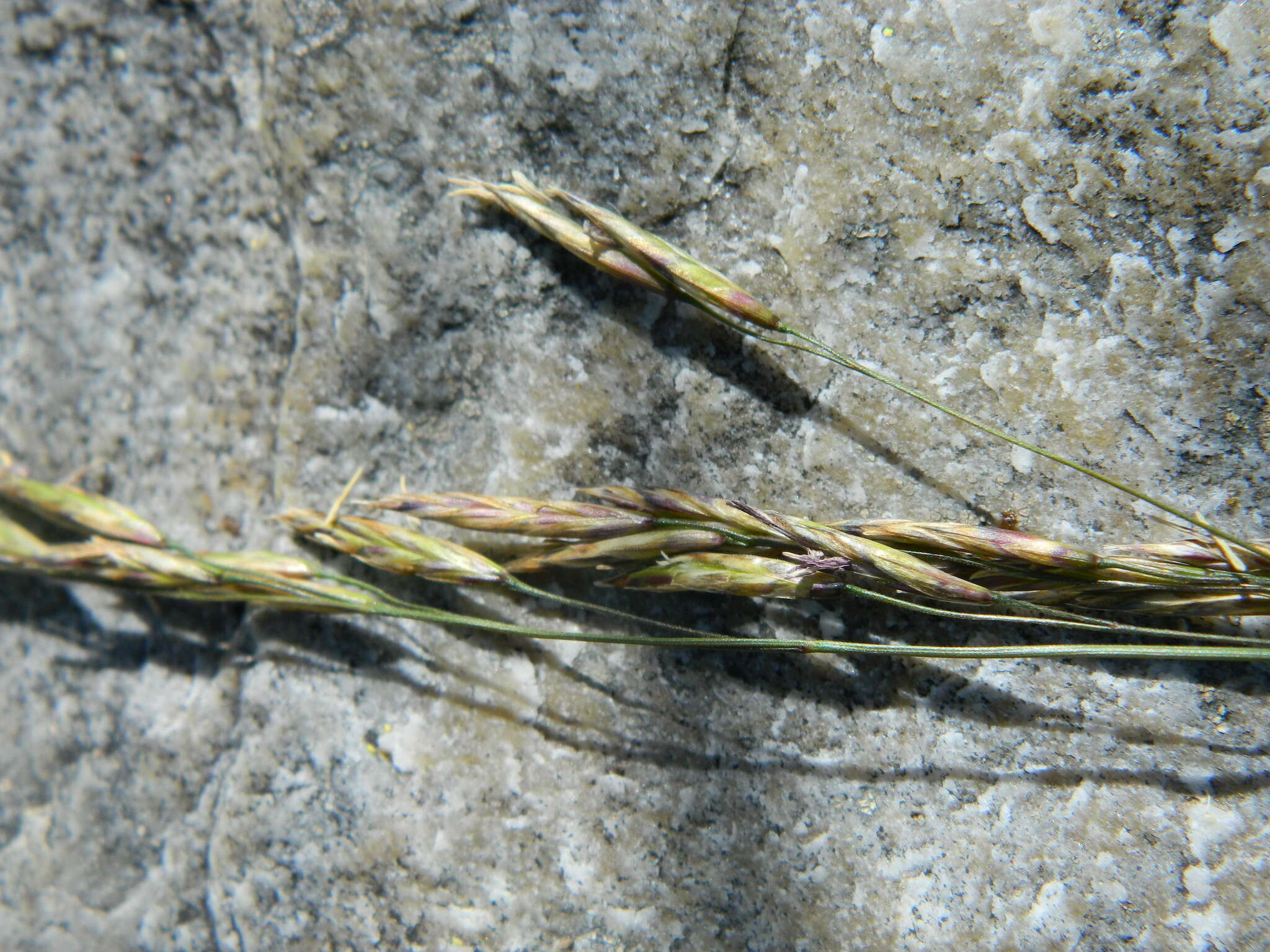 Festuca viridula Vasey resmi