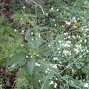 صورة Crambe strigosa L'Hér.