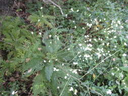 صورة Crambe strigosa L'Hér.