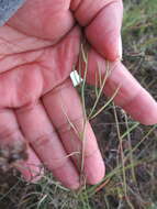 Image of Gutierrezia conoidea (Hemsl.) M. A. Lane