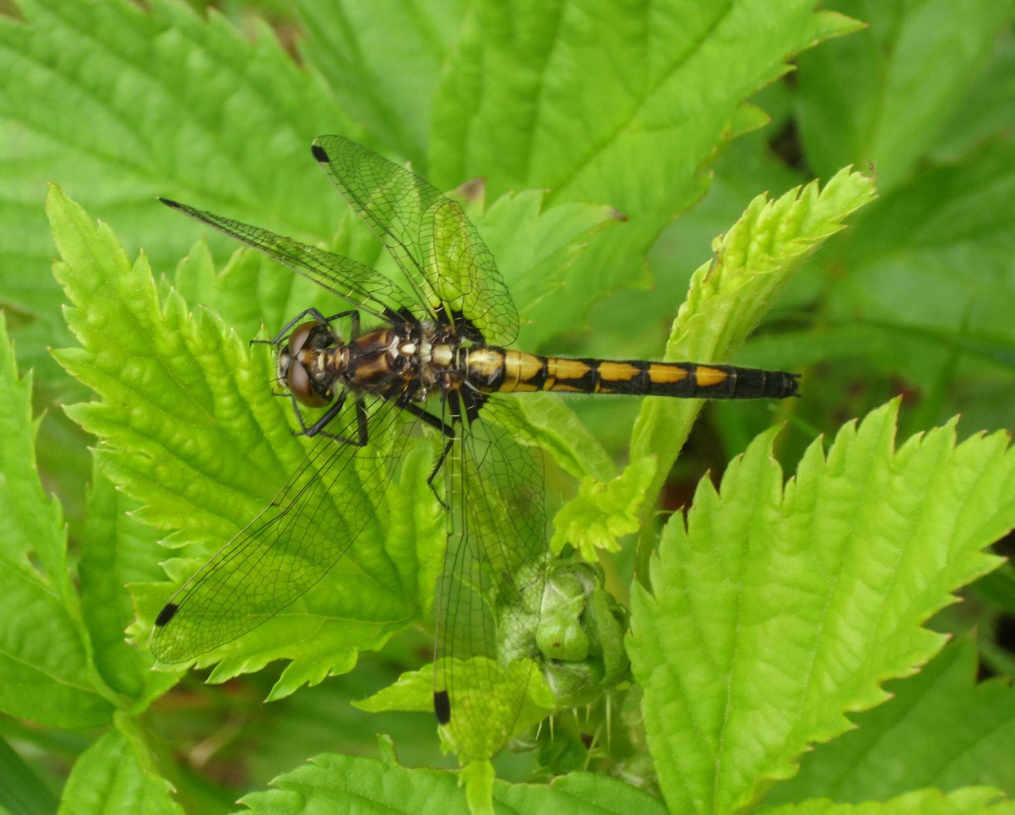 Image of Hudsonian Whiteface