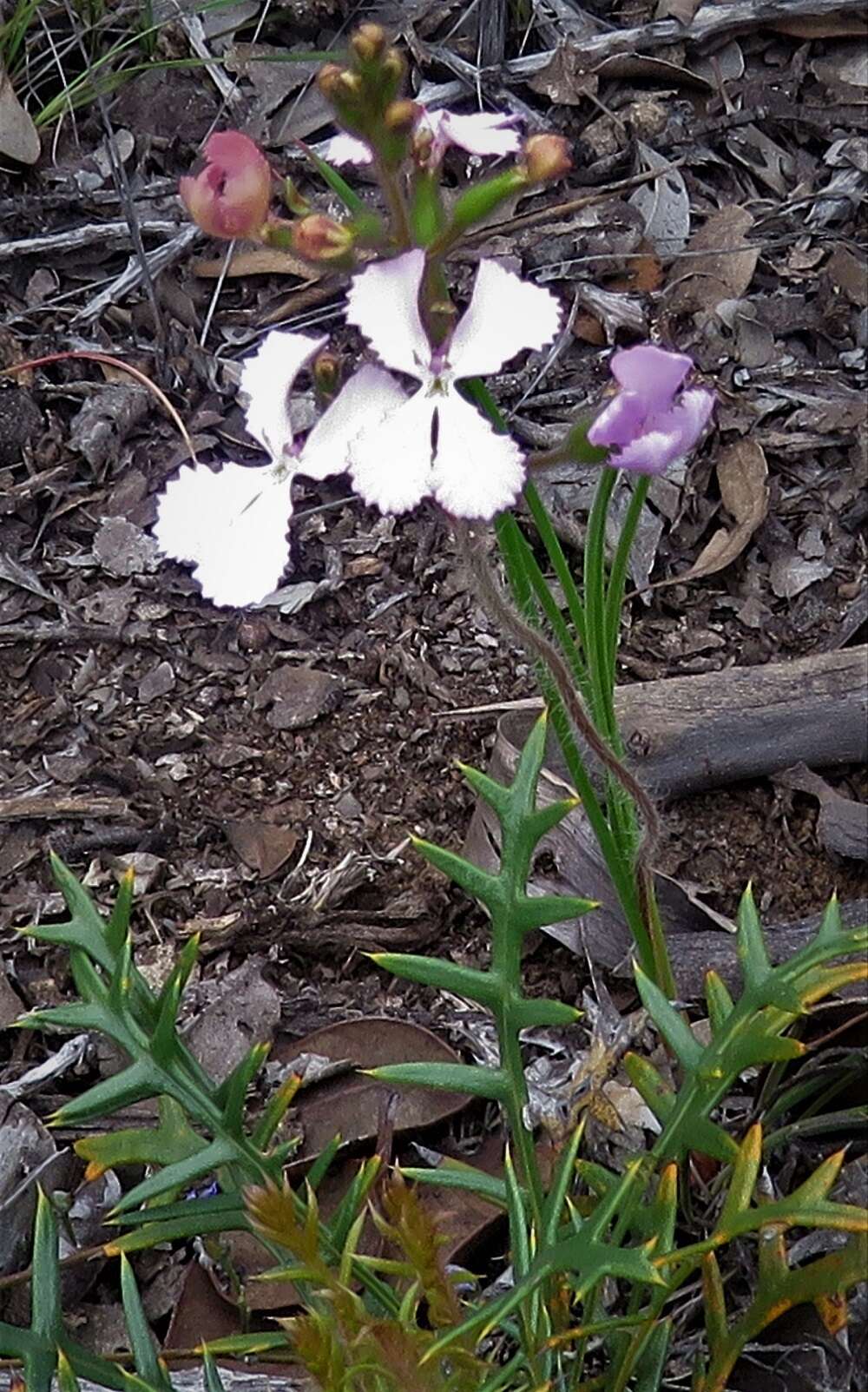 Image de Stylidium albomontis Carlq.