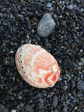 Image of silver abalone