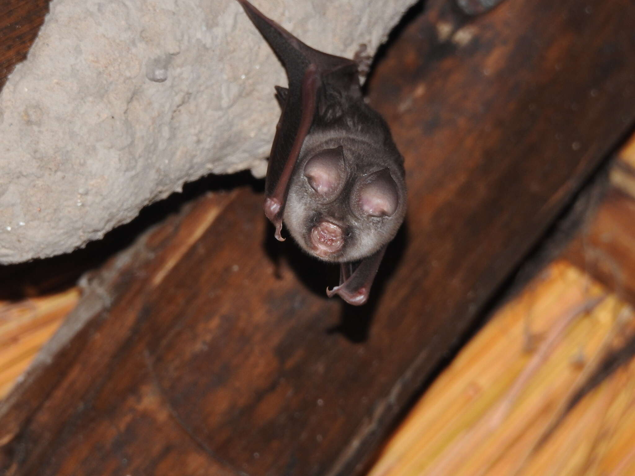 Image of Cape Leaf-nosed bat