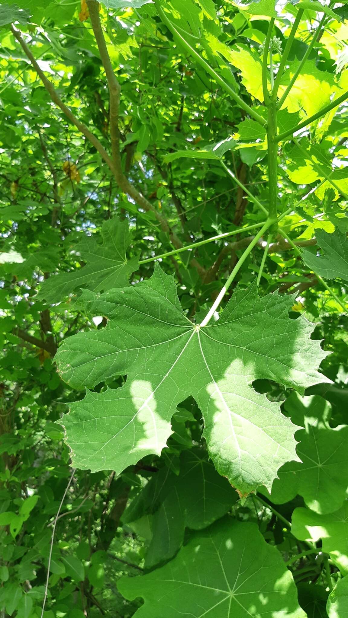 Image of Cnidoscolus sinaloensis Breckon ex Fern. Casas