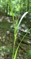 Image of Hitchcock's sedge