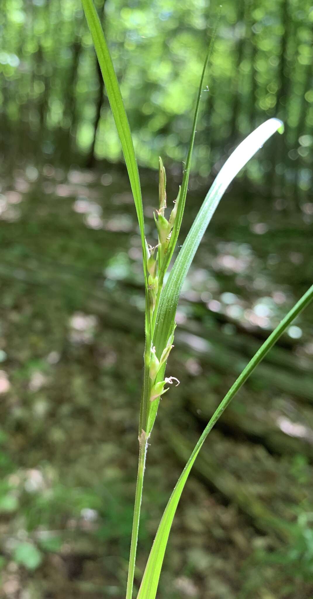 Image of Hitchcock's sedge