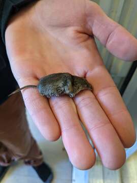 Image of TUNDRA SHREW