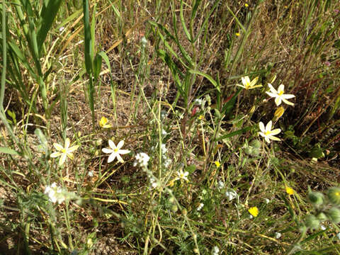 Sivun Triteleia ixioides (Dryand. ex W. T. Aiton) Greene kuva